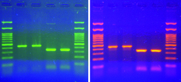 Midori Green Xtra DNA Stain